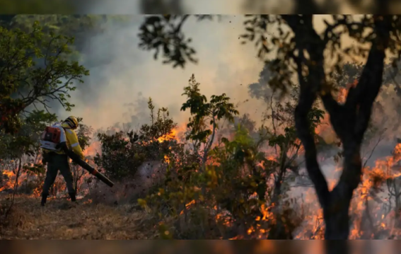 India’s Forest Connectivity Weakens